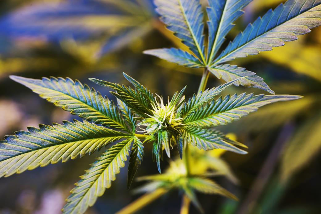 Cannabis plant